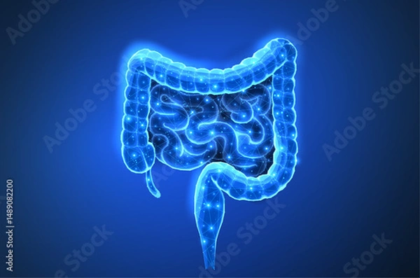 Fototapeta Abstract isolated wireframe intestinal human digestive system. Gut health, bowel disease, gastrointestinal tract.