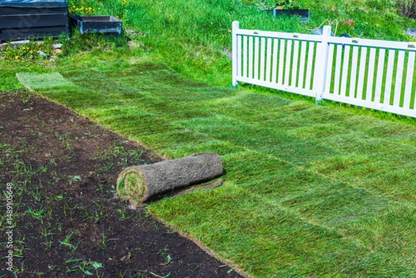 Fototapeta Roll of sod lying on partially installed lawn near white fence during spring grass installation in backyard. Sweden.