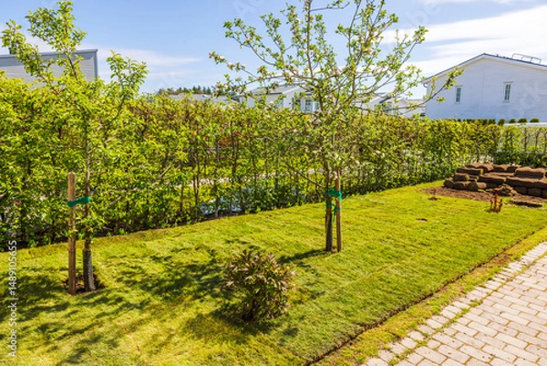 Fototapeta Newly laid lawn with blooming apple trees and peony bush near hedge and stacked sod in sunny spring garden. Sweden.