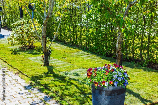 Fototapeta Colorful pansies in black pot on newly laid lawn with young trees and hedge in sunny spring garden. Sweden.