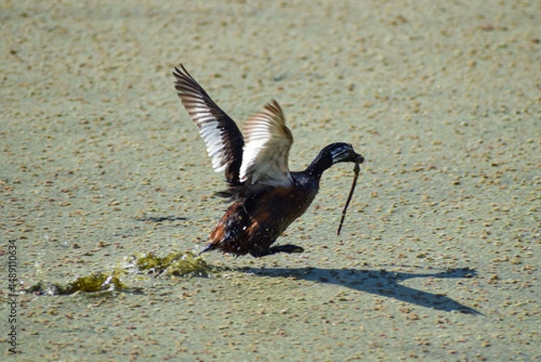 Fototapeta white-tufted grebe (Rollandia rolland), also known as Rolland's grebe, running on a lake in Buenos Aires, Argentina