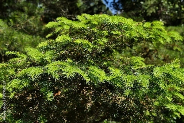Fototapeta Green spring branches of coniferous tree Norway Spruce, latin name Picea Abies, variety Tabuliformis, sunlit by daylight sunshine in park. 