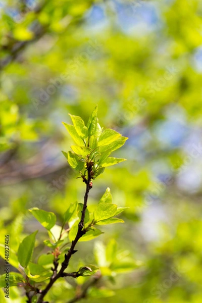 Fototapeta Small green leaves on a tree in spring