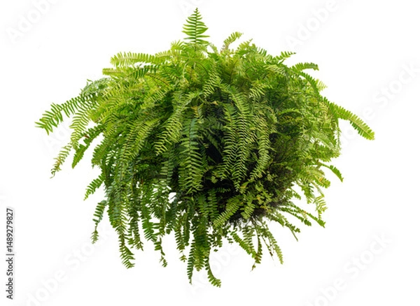 Fototapeta The sword fern hanging for decorate in the garden isolate on white
