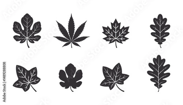 Fototapeta Oak leave, Cannabis Leaf, Clover, maple leaf, fig leaf, Birch leaf set ,silhouette vector illustration. isolated on white background. 