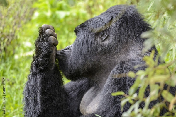 Fototapeta Berggorilla (Gorilla beringei beringei), Nyakagezi Gorilla Gruppe, Mgahinga-Gorilla-Nationalpark, Virunga Vulkane, Kisoro, Uganda, Afrika