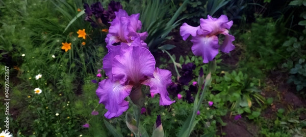 Fototapeta Horizontal image of blooming purple irises in a summer garden. Bright and vibrant flowers with green foliage in soft natural light.