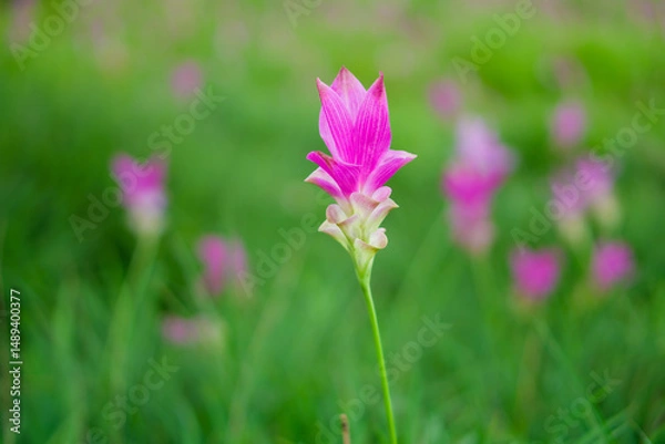Fototapeta Vibrant Pink Siam Tulip Flower in a Lush Green Field. Close-up of a beautiful pink Siam Tulip, also known as Krachiao flower (Curcuma sessilis), blooming brightly in its natural green habitat.