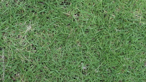 Obraz  Lush Green Grass Texture High-Resolution Nature Background Image