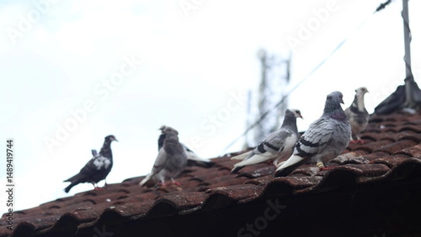 Fototapeta Pigeons Perched on a Rustic Tile Roof Under a Cloudy Sky