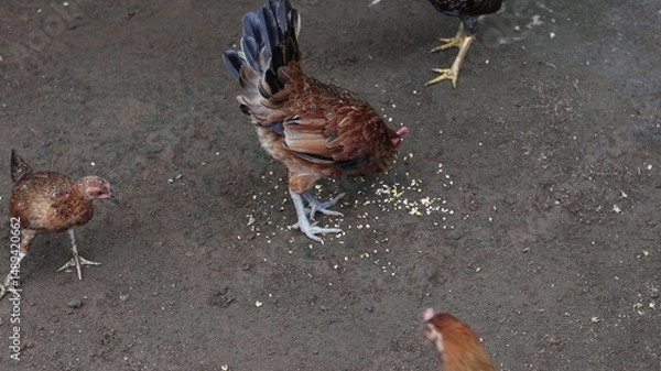 Fototapeta Magnificent Rooster and Hens Feeding on Grains in Rustic Setting