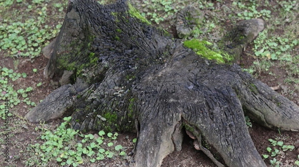 Fototapeta Ancient Tree Stump Covered in Moss A Nature Photography