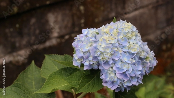 Obraz Stunning Close-Up of a Delicate Light Blue Hydrangea Bloom