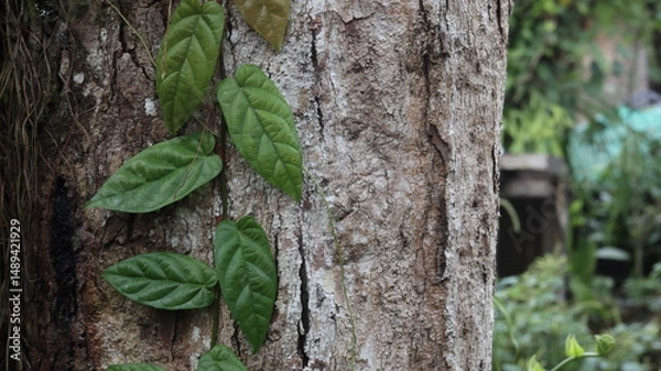 Fototapeta Lush Green Vines Climbing a Weathered Tree Trunk in a Tropical Garden