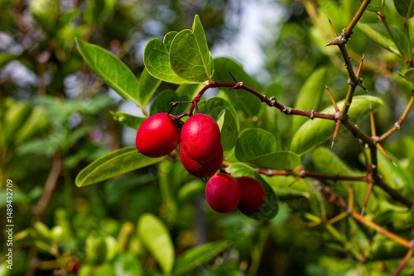 Fototapeta Close-up of a cluster of bright red oval fruits on a thorny branch with green leaves, highlighting nature or healthy eating.