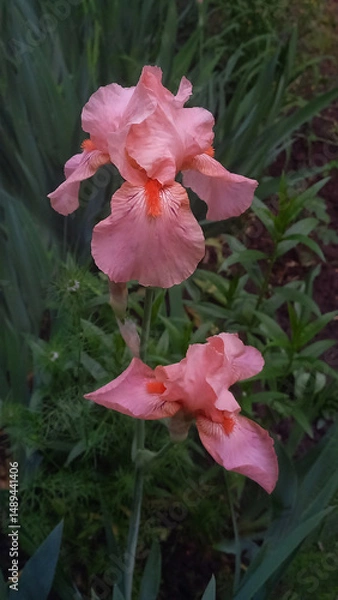 Fototapeta Vertical image of blooming peach-colored iris flowers in a garden. Elegant petals with orange beards, surrounded by green foliage in soft natural light.