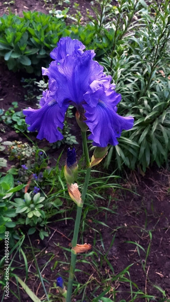 Fototapeta Vertical photo of a vibrant blue iris flower blooming in a garden. The elegant petals and natural background create a striking composition of nature and color.