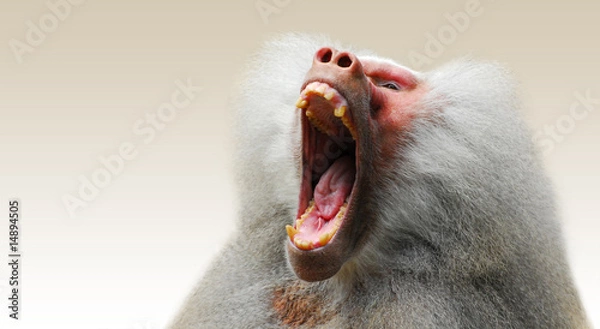 Obraz baboon