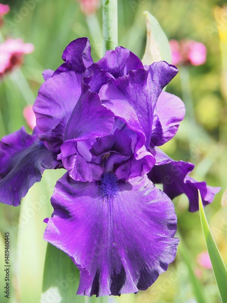 Fototapeta 紫色のイチハツの花