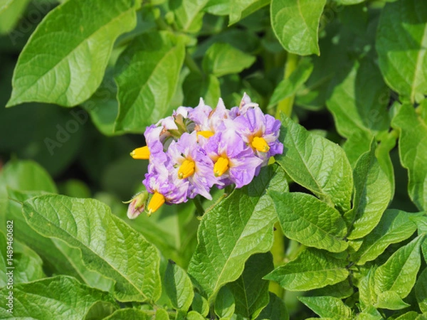 Obraz ジャガイモの花