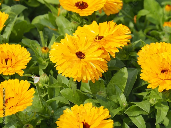 Fototapeta 黄色のキンセンカ