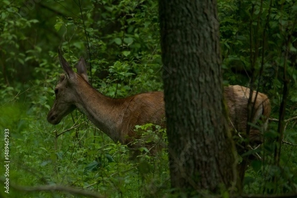 Fototapeta deer in the woods