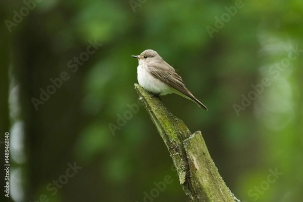 Fototapeta bird on a branch