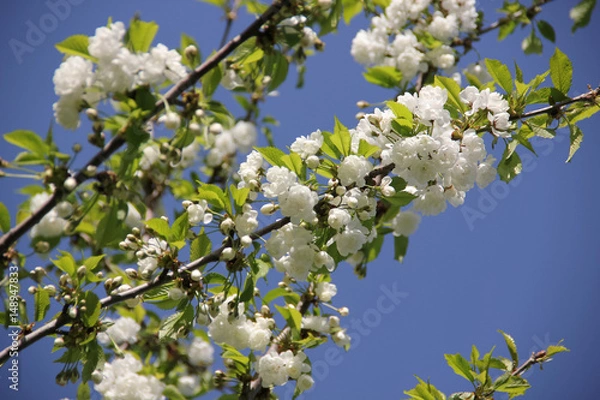 Fototapeta Flowering white cherry