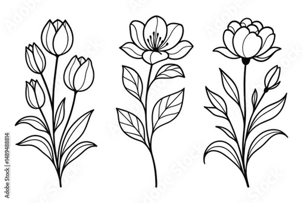 Fototapeta Elegant floral illustrations: Delicate tulip, peony, and blossom sketches offer botanical artistry