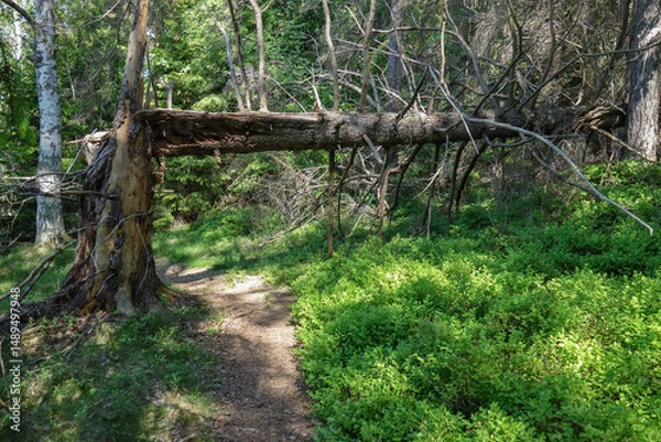 Fototapeta Path in the forest
