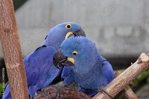 Obraz Macaw Pair