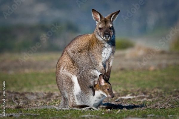 Fototapeta kangaroo and joey
