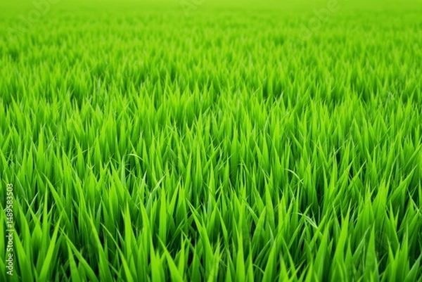 Fototapeta Dense green grass field with sharp blade details, digital art style, smooth gradient background, concept of freshness and nature. Ai generative