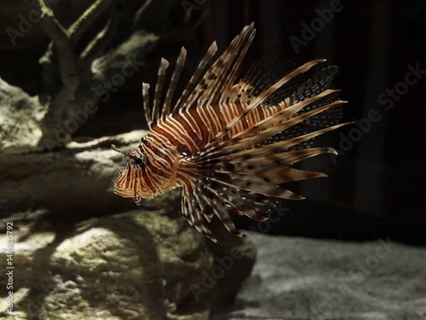 Fototapeta Close-up of a lionfish underwater. Close-up of a lionfish near a coral reef.