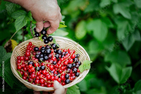 Fototapeta Women's hands picking ripe red and black currants and holding a wicker bowl, full of berries. Branches of fresh berries in the garden. Harvesting concept.