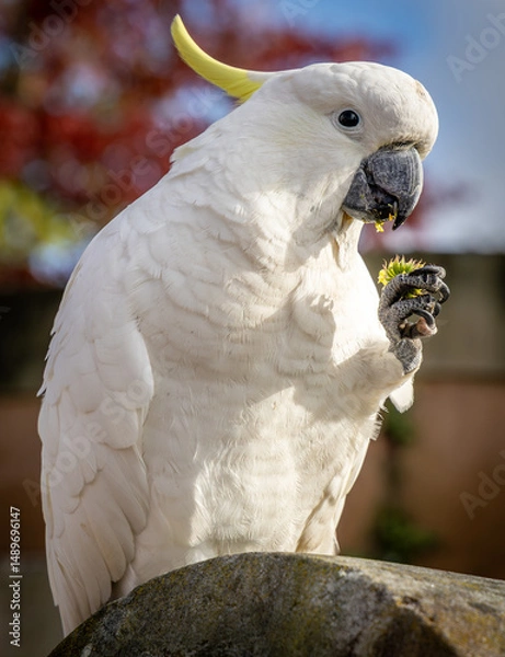 Obraz The nominate sub species of the sulphur-crested cockatoo, the Greater sulphur-crested cockatoo (Cacatua galerita galerita) in Katoomba, New South Wales, Australia.