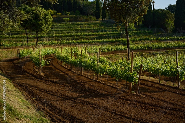 Fototapeta terrestrial plant of the Grapevine family in an agricultural landscape