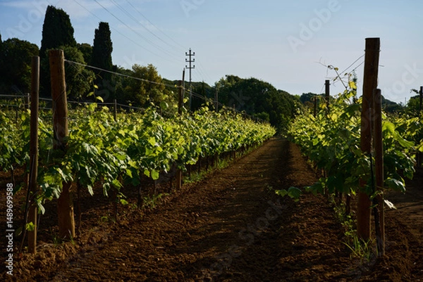 Fototapeta terrestrial plant of the Grapevine family in an agricultural landscape