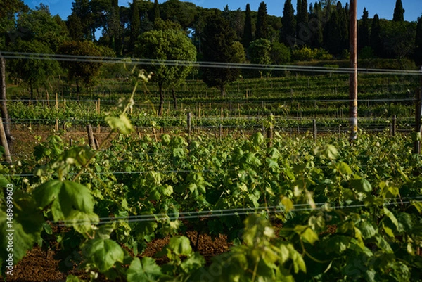 Fototapeta terrestrial plant of the Grapevine family in an agricultural landscape