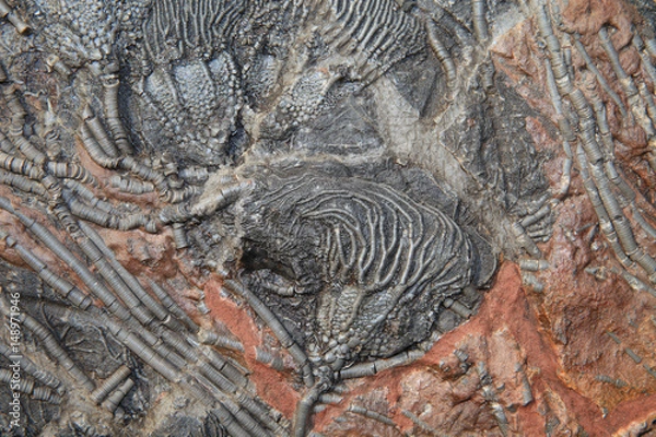 Obraz Crinoid Fossil