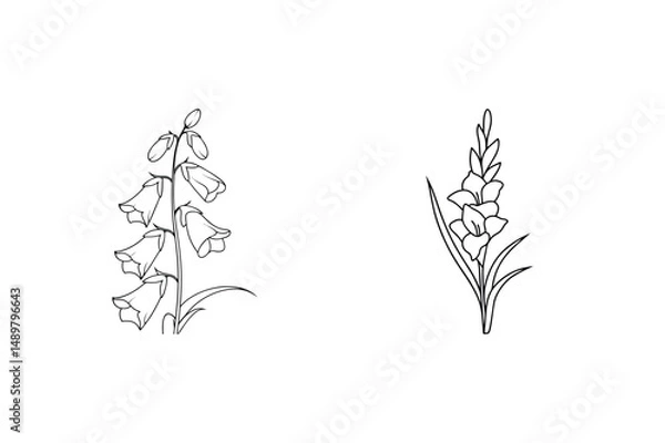 Fototapeta Elegant botanical illustrations of foxglove and gladiolus flowers in clean black and white outlines