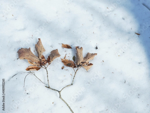 Obraz 積もった雪に落ちた枝