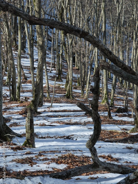 Fototapeta 雪の積もった場所