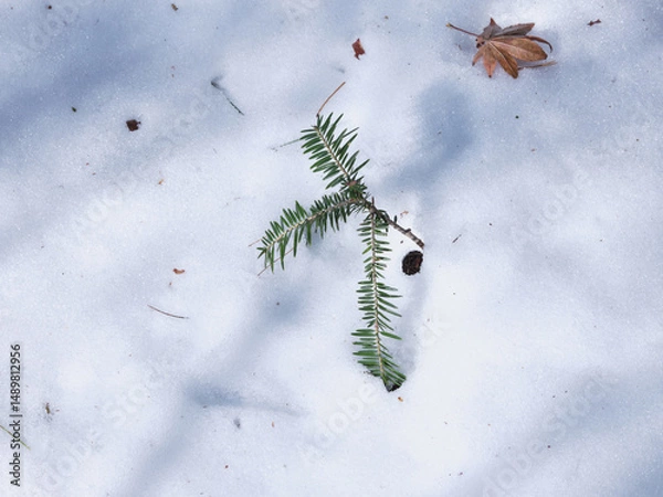 Obraz 積もった雪から伸びていた枝