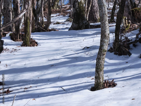 Obraz 雪の積もった森