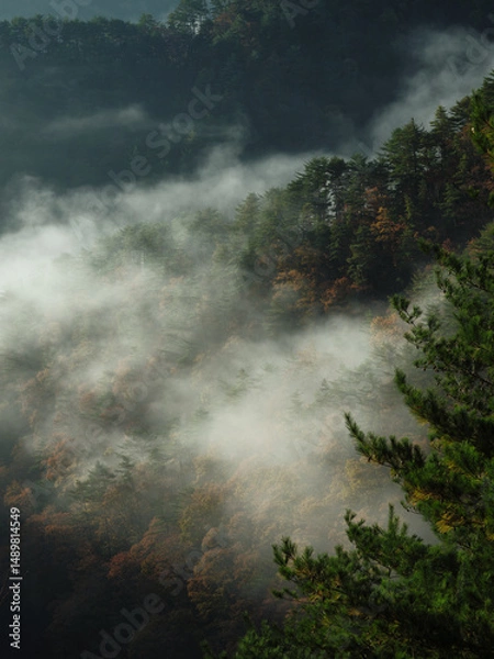 Obraz 色付いた木と霧