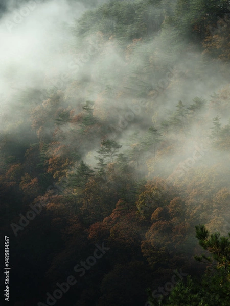 Obraz 色付いた木と霧