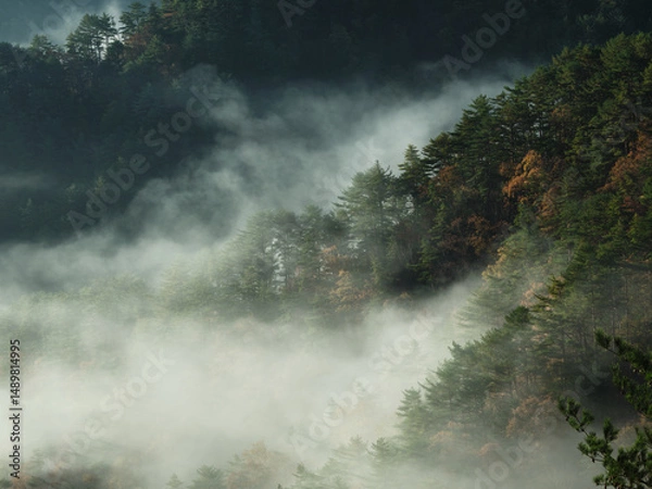 Obraz 色付いた木と霧