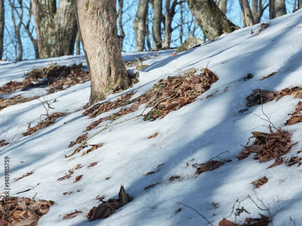 Obraz 雪の積もった森の中