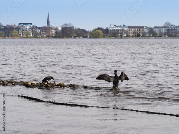 Obraz Cormorants at the Binnenalster